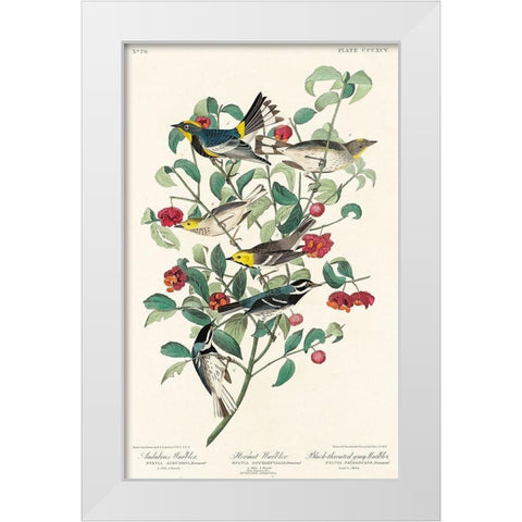 Audubons Warbler, Hermit Warbler and Black-throated gray Warbler  White Modern Wood Framed Art Print by Audubon, John James