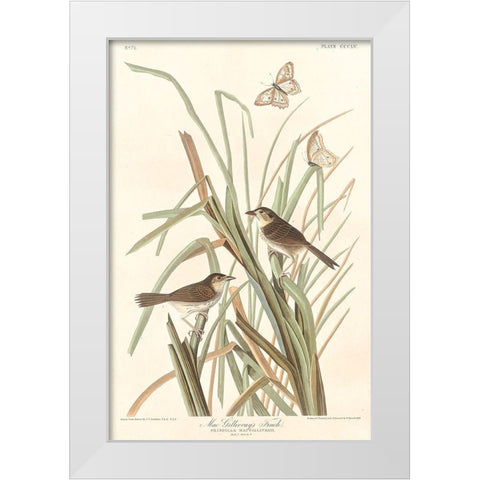 MacGillivrays Finch White Modern Wood Framed Art Print by Audubon, John James