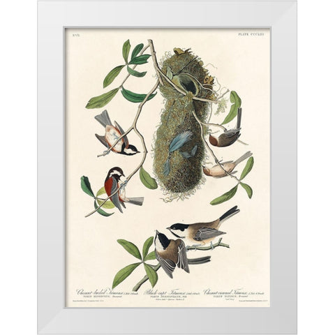 Chesnut-backed Titmouse, Black-capt Titmouse and Chesnut-crowned Titmouse White Modern Wood Framed Art Print by Audubon, John James