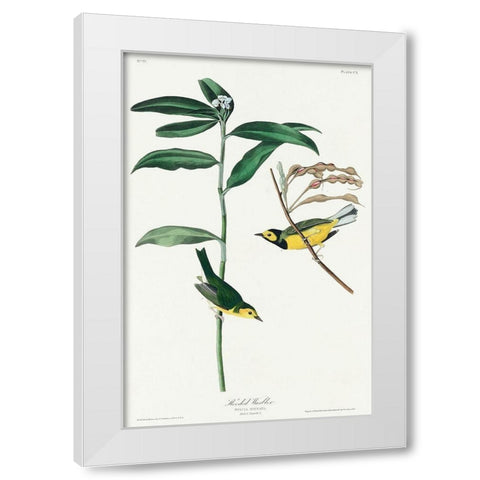 Hooded Warbler White Modern Wood Framed Art Print by Audubon, John James