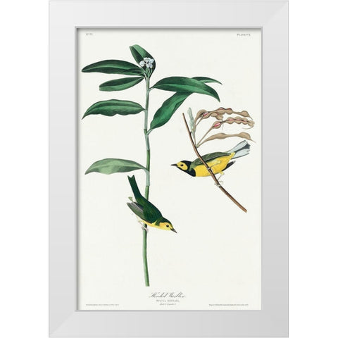 Hooded Warbler White Modern Wood Framed Art Print by Audubon, John James