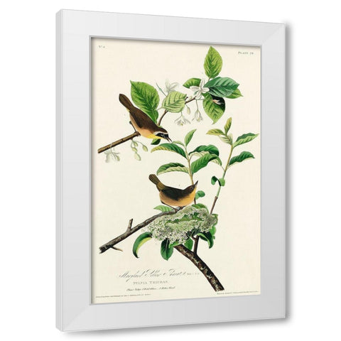 Yellow-breasted Warbler White Modern Wood Framed Art Print by Audubon, John James