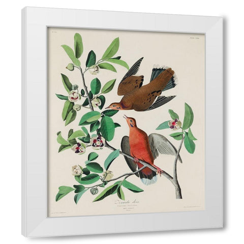 Canada Dove White Modern Wood Framed Art Print by Audubon, John James