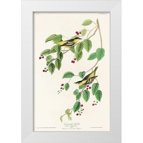 Carbonated Warbler White Modern Wood Framed Art Print by Audubon, John James