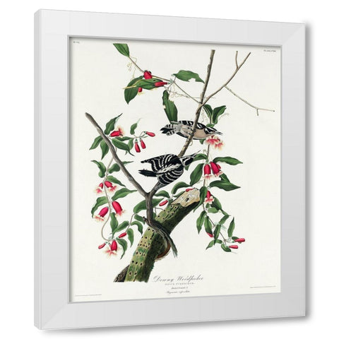 Downy Woodpecker White Modern Wood Framed Art Print by Audubon, John James