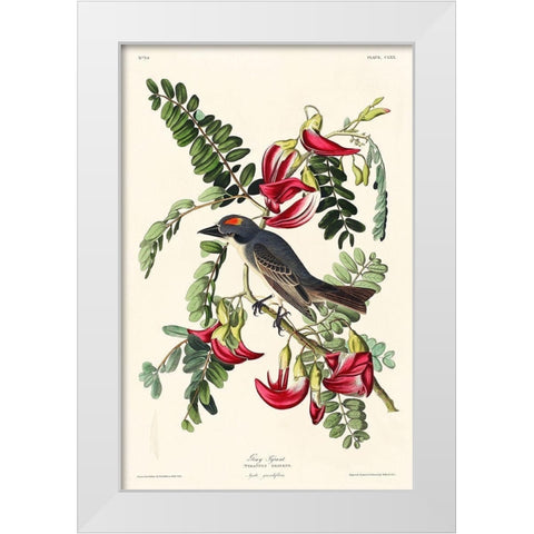 Piping Flycatcher White Modern Wood Framed Art Print by Audubon, John James