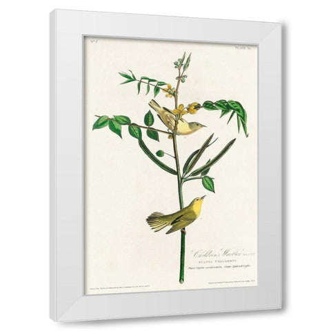 Childrens Warbler White Modern Wood Framed Art Print by Audubon, John James