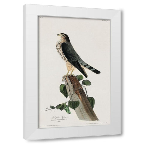 Le Petit Caporal White Modern Wood Framed Art Print by Audubon, John James