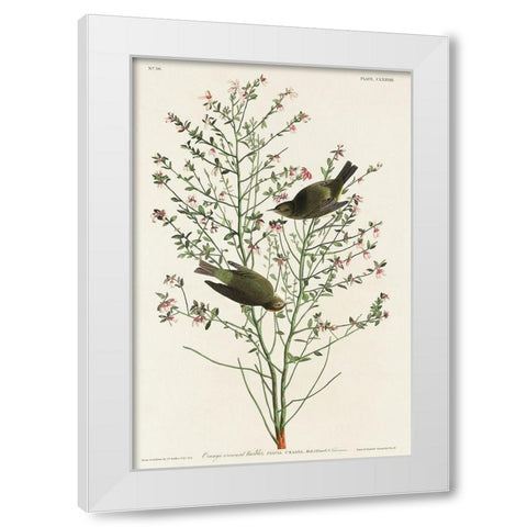 Orange-crowned Warbler White Modern Wood Framed Art Print by Audubon, John James