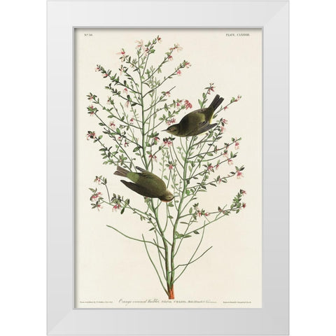 Orange-crowned Warbler White Modern Wood Framed Art Print by Audubon, John James