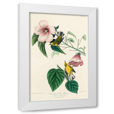 Blue-winged Yellow Warbler White Modern Wood Framed Art Print by Audubon, John James