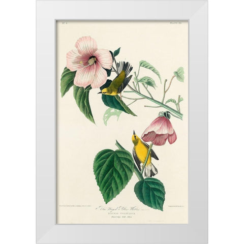 Blue-winged Yellow Warbler White Modern Wood Framed Art Print by Audubon, John James