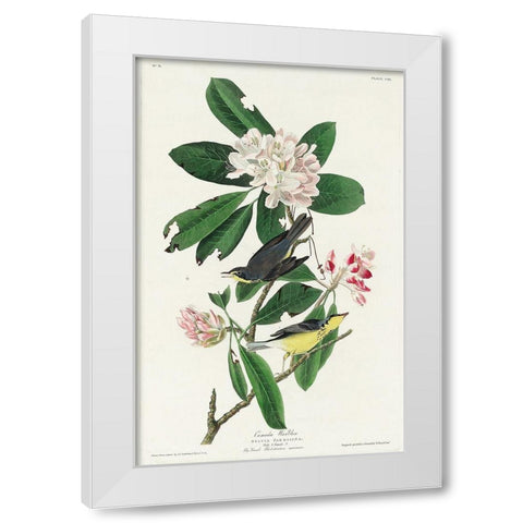 Canada Warbler White Modern Wood Framed Art Print by Audubon, John James