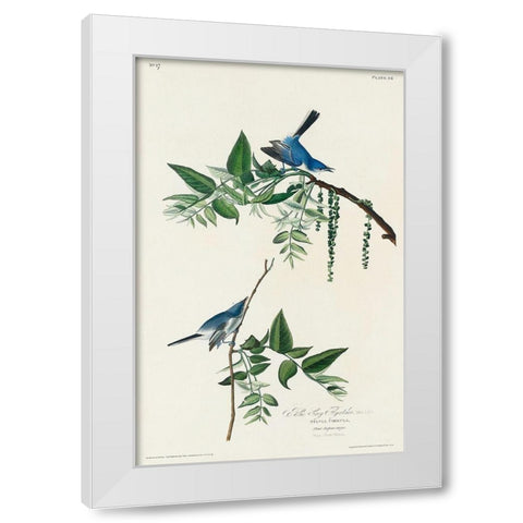 Blue-Grey Fly-catcher White Modern Wood Framed Art Print by Audubon, John James
