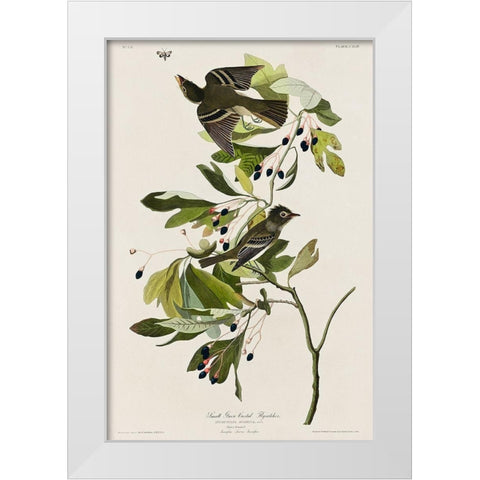 Small Green Crested Flycatcher  White Modern Wood Framed Art Print by Audubon, John James