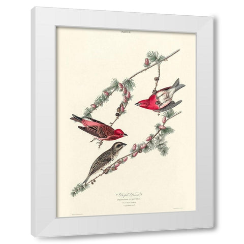 Purple Finch White Modern Wood Framed Art Print by Audubon, John James
