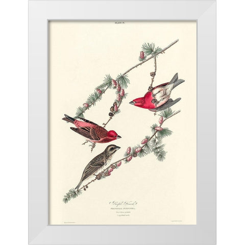 Purple Finch White Modern Wood Framed Art Print by Audubon, John James