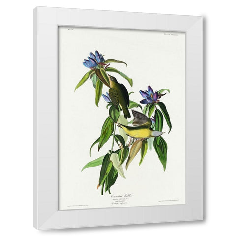 Connecticut Warbler White Modern Wood Framed Art Print by Audubon, John James
