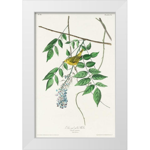 Blue-eyed yellow Warbler White Modern Wood Framed Art Print by Audubon, John James