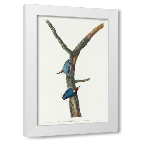 Brown-headed Nuthatch White Modern Wood Framed Art Print by Audubon, John James