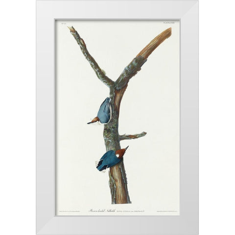 Brown-headed Nuthatch White Modern Wood Framed Art Print by Audubon, John James