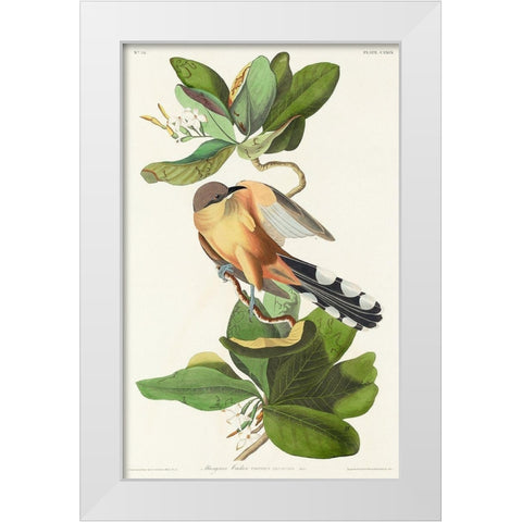 Mangrove Cuckoo White Modern Wood Framed Art Print by Audubon, John James