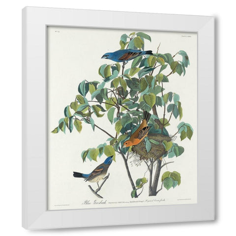 Blue Grosbeak White Modern Wood Framed Art Print by Audubon, John James