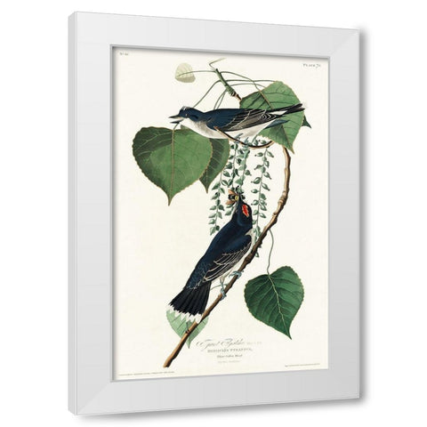 Tyrant Fly-catcher White Modern Wood Framed Art Print by Audubon, John James
