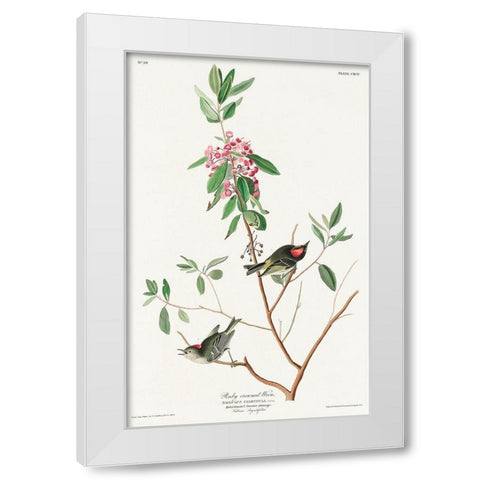 Ruby crowned Wren White Modern Wood Framed Art Print by Audubon, John James