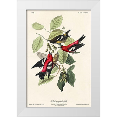 White-winged Crossbill White Modern Wood Framed Art Print by Audubon, John James