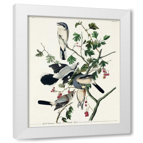 Great cinereous Shrike, or Butcher Bird White Modern Wood Framed Art Print by Audubon, John James