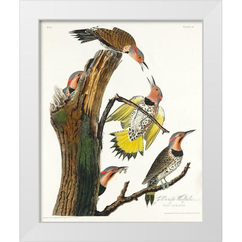 Golden-winged Woodpecker White Modern Wood Framed Art Print by Audubon, John James