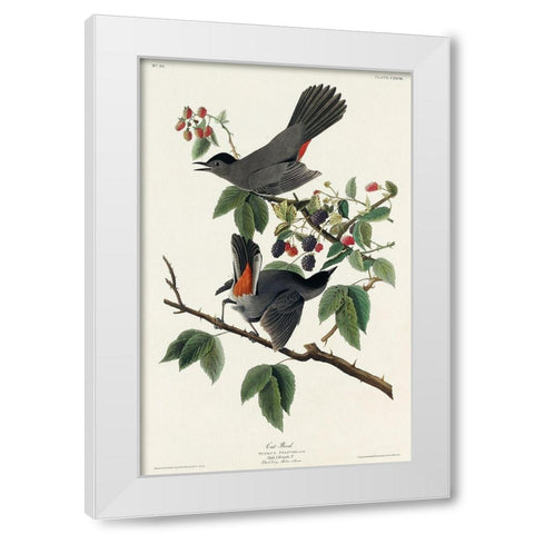 Cat Bird White Modern Wood Framed Art Print by Audubon, John James
