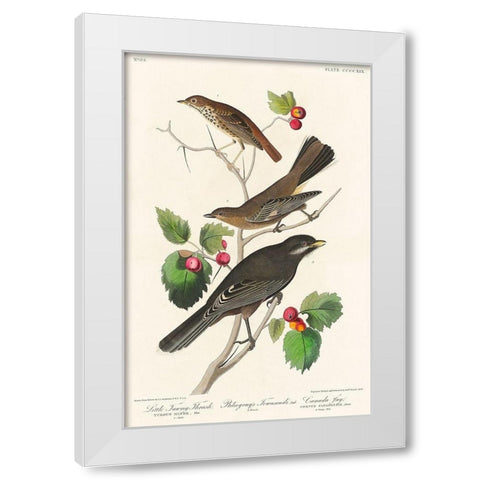 Little Tawny Thrush, Ptiliogonys Townsendi and Canada Jay White Modern Wood Framed Art Print by Audubon, John James