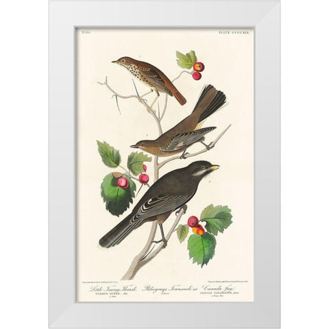 Little Tawny Thrush, Ptiliogonys Townsendi and Canada Jay White Modern Wood Framed Art Print by Audubon, John James