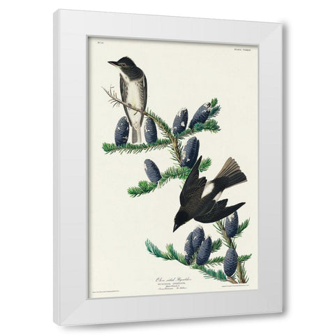 Olive sided Flycatcher White Modern Wood Framed Art Print by Audubon, John James