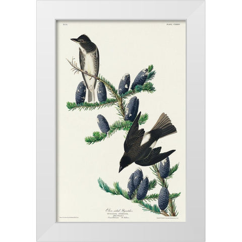 Olive sided Flycatcher White Modern Wood Framed Art Print by Audubon, John James