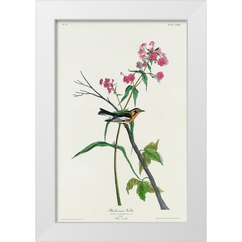 Blackburnian Warbler White Modern Wood Framed Art Print by Audubon, John James