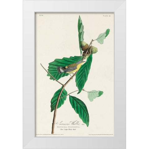Black and Yellow Warbler White Modern Wood Framed Art Print by Audubon, John James