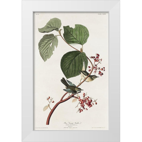 Pine Swamp Warbler White Modern Wood Framed Art Print by Audubon, John James