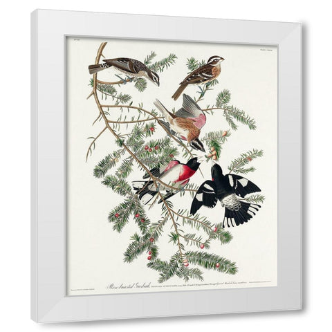 Rose-breasted Grosbeak White Modern Wood Framed Art Print by Audubon, John James