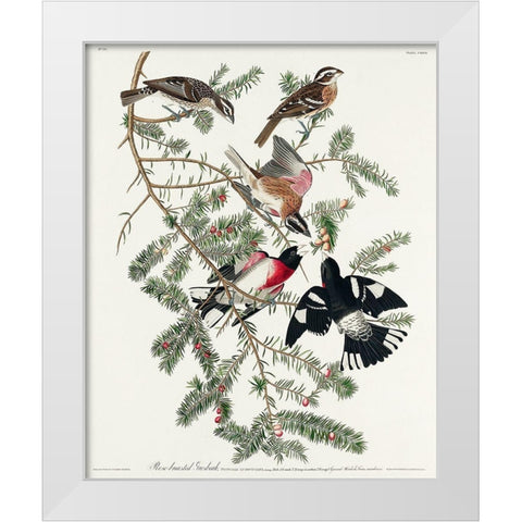 Rose-breasted Grosbeak White Modern Wood Framed Art Print by Audubon, John James