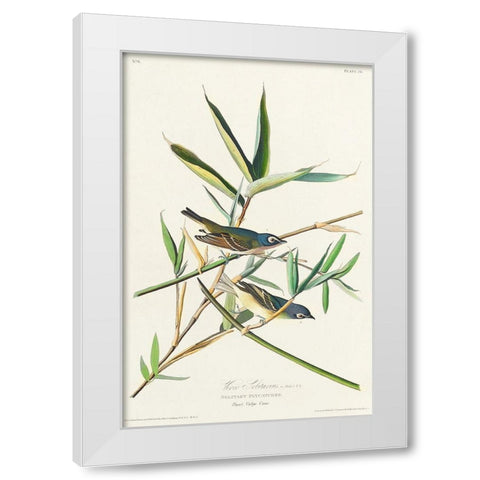 Vireo Solitarius White Modern Wood Framed Art Print by Audubon, John James