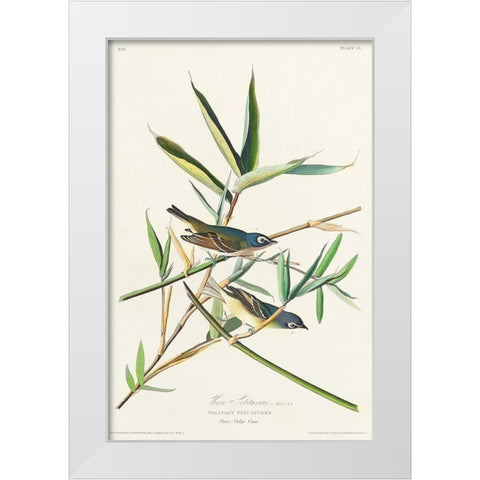 Vireo Solitarius White Modern Wood Framed Art Print by Audubon, John James