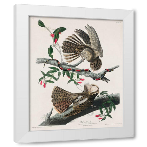 Chuck-wills Widow  White Modern Wood Framed Art Print by Audubon, John James