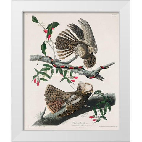 Chuck-wills Widow  White Modern Wood Framed Art Print by Audubon, John James
