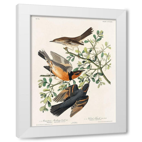 Mountain Mocking bird and Varied Thrush White Modern Wood Framed Art Print by Audubon, John James
