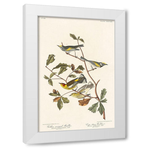 Golden-winged Warbler and Cape May Warbler White Modern Wood Framed Art Print by Audubon, John James
