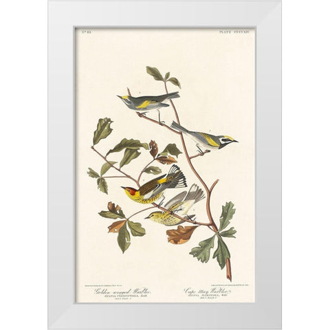 Golden-winged Warbler and Cape May Warbler White Modern Wood Framed Art Print by Audubon, John James