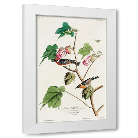 Bay-breasted Warbler White Modern Wood Framed Art Print by Audubon, John James